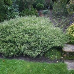 Jałowiec Płożący Andora Compacta Variegata