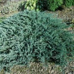 Jałowiec Płożący Douglasii