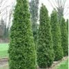 Thuja Tuja Żywotnik Zachodni Pyramidalis Compacta