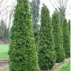Thuja Tuja Żywotnik Zachodni Pyramidalis Compacta