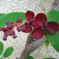 Akebia Pi臋ciolistkowa Czekoladowe Pn膮cze