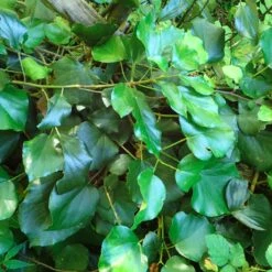 Bluszcz Kolchidzki Denata