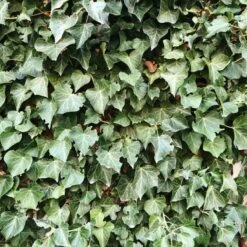 Bluszcz Pospolity Crispa