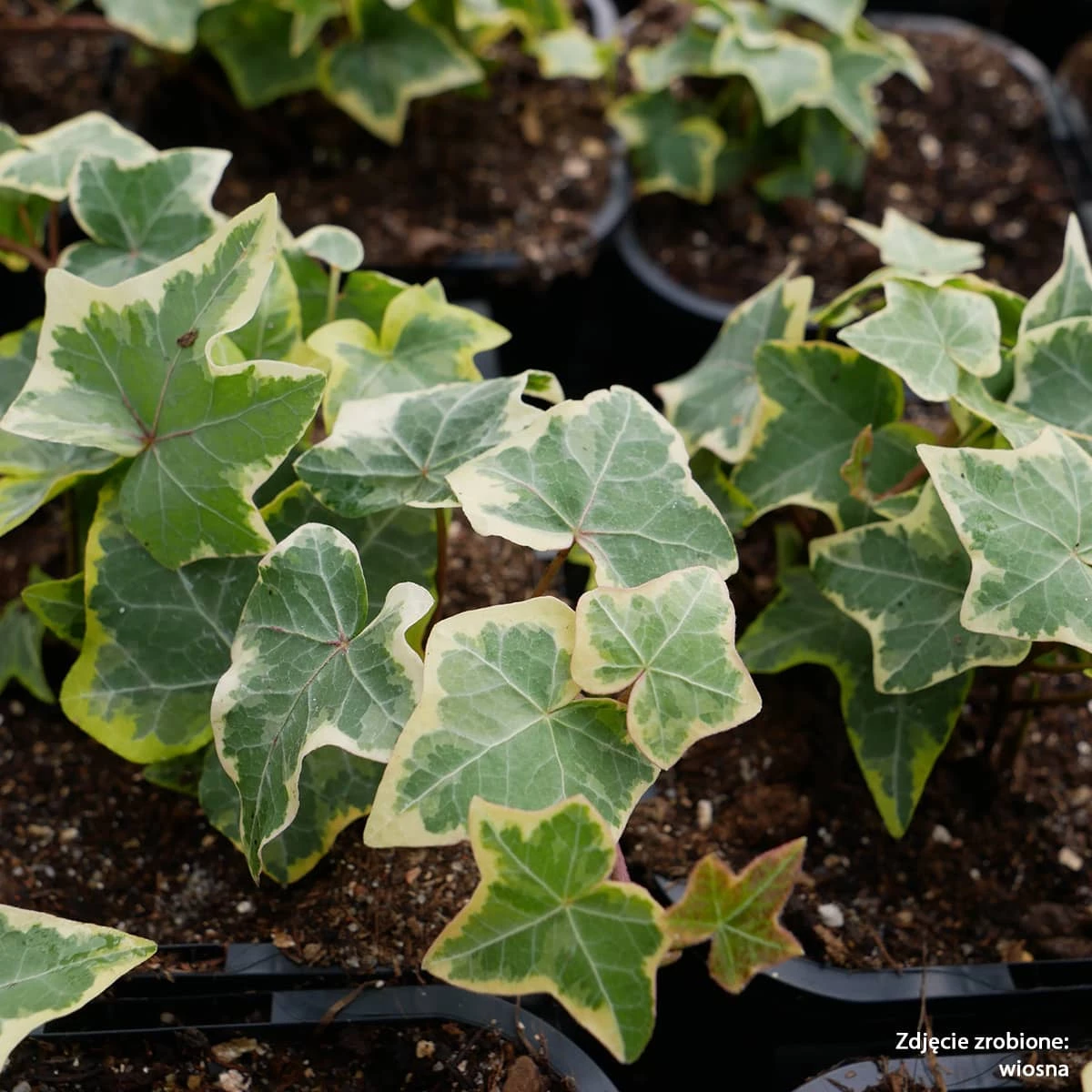 Bluszcz Pospolity Golden Child - obrazek 5