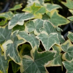 Bluszcz Pospolity Golden Child