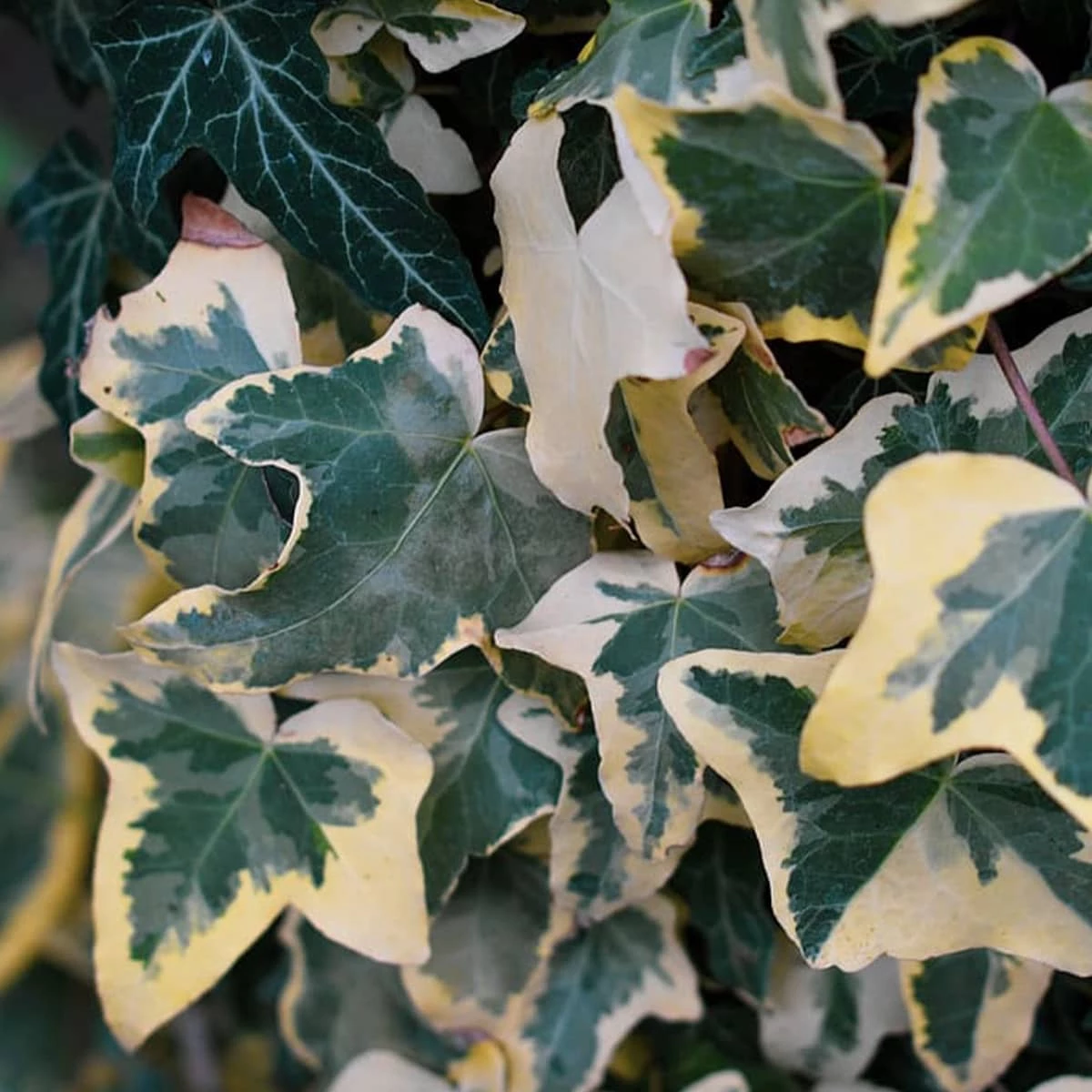 Bluszcz Pospolity Golden Child - obrazek 4