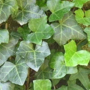 Bluszcz Pospolity Hedera Helix - obrazek 4