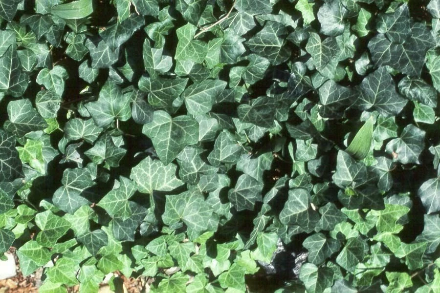 Bluszcz Pospolity Hedera Helix - obrazek 5