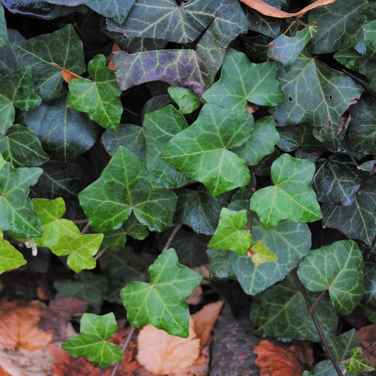 Bluszcz Pospolity Hedera Helix - obrazek 2