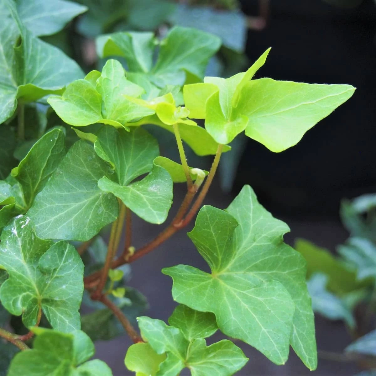 Bluszcz Pospolity Hedera Helix - obrazek 3