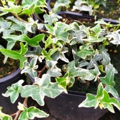 Bluszcz Pospolity Mini Esther