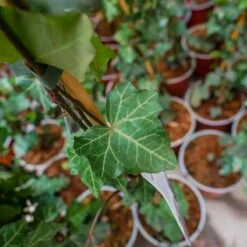 Bluszcz Pospolity Thorndale