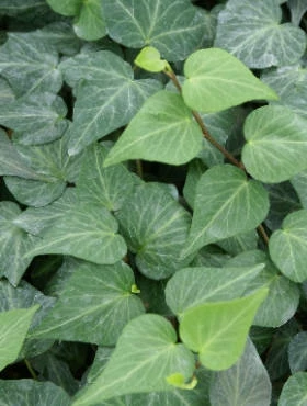 Bluszcz Pospolity Sercolistny Natasha - obrazek 5