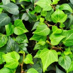 Bluszcz Pospolity Sercolistny Natasha