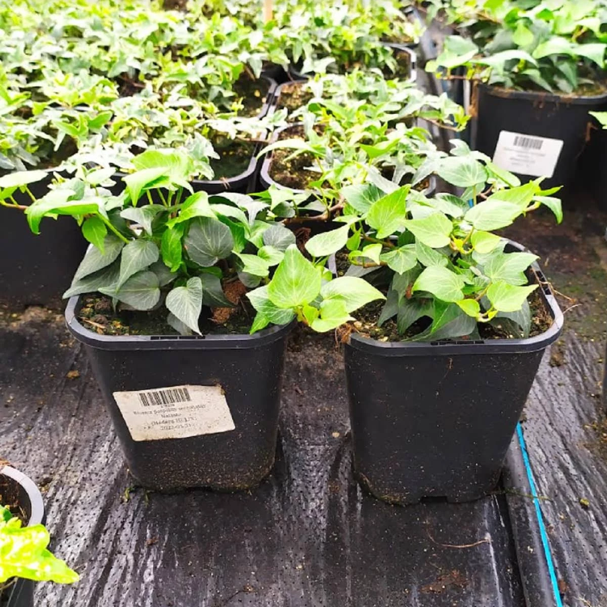 Bluszcz Pospolity Sercolistny Natasha - obrazek 3