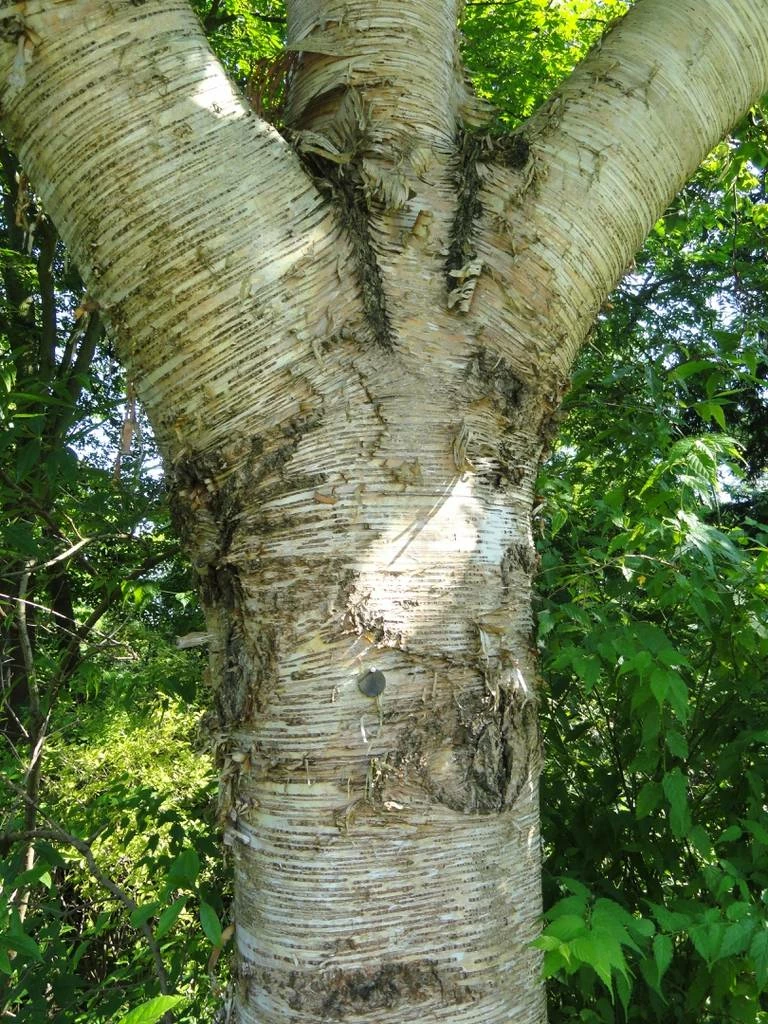 Brzoza Maksymowicza - obrazek 2