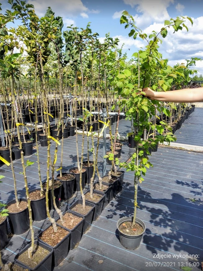 Brzoza Maksymowicza - obrazek 4