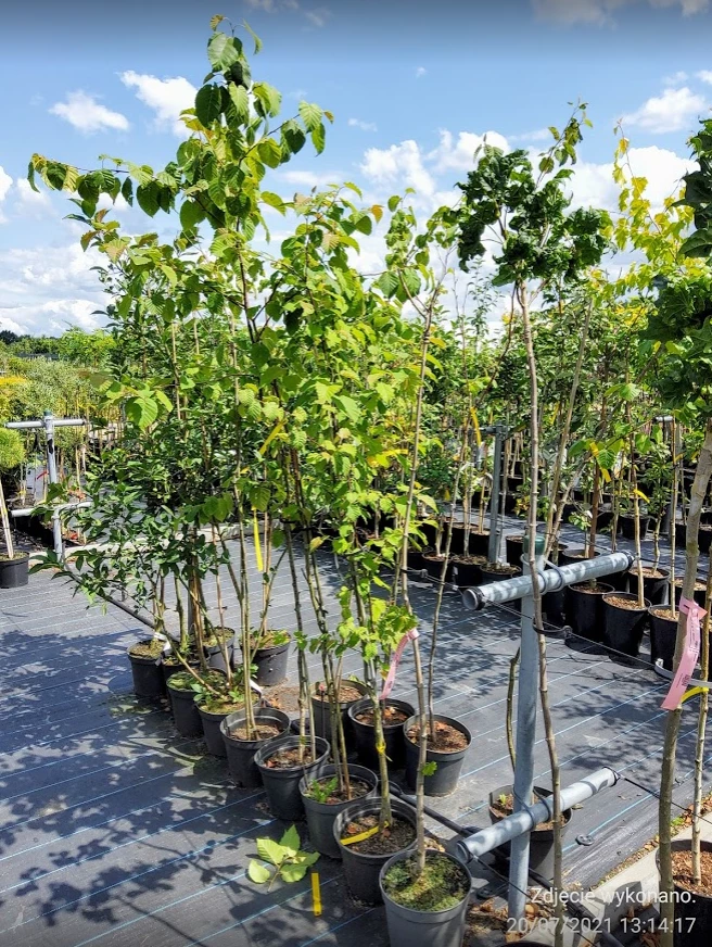 Brzoza Maksymowicza - obrazek 5