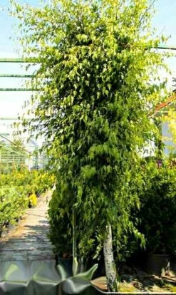 Brzoza Brodawkowata Gracilis