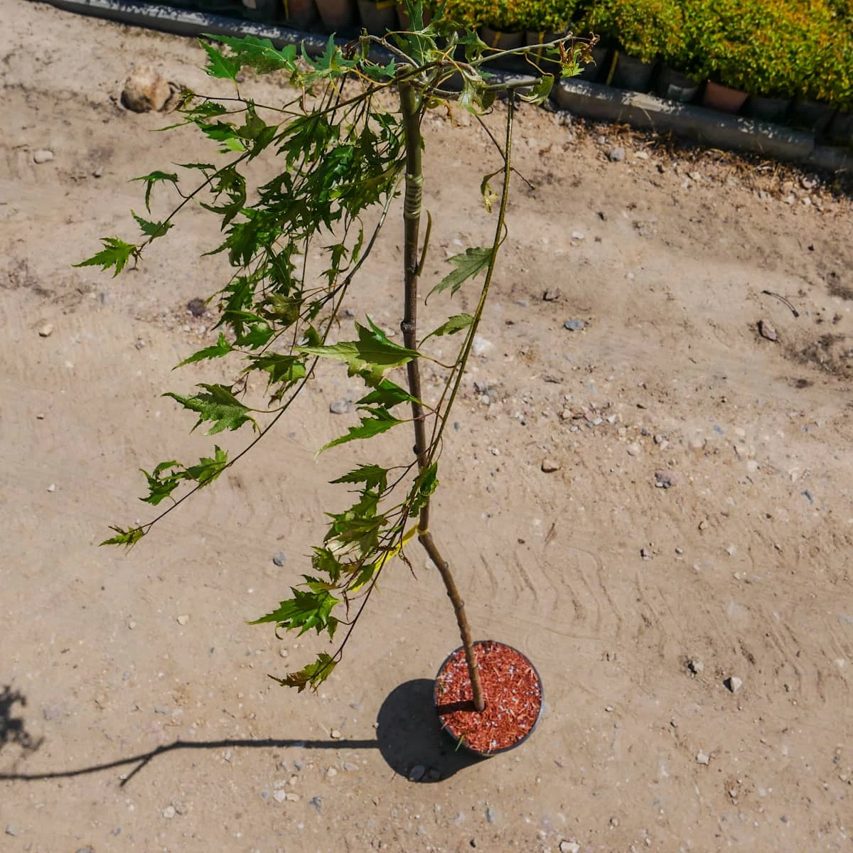 Brzoza Brodawkowata Gracilis Obw. 6-8 Cmszczepiona Na Pniu - obrazek 2