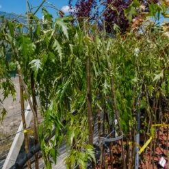 Brzoza Brodawkowata Gracilis Obw. 6-8 Cmszczepiona Na Pniu