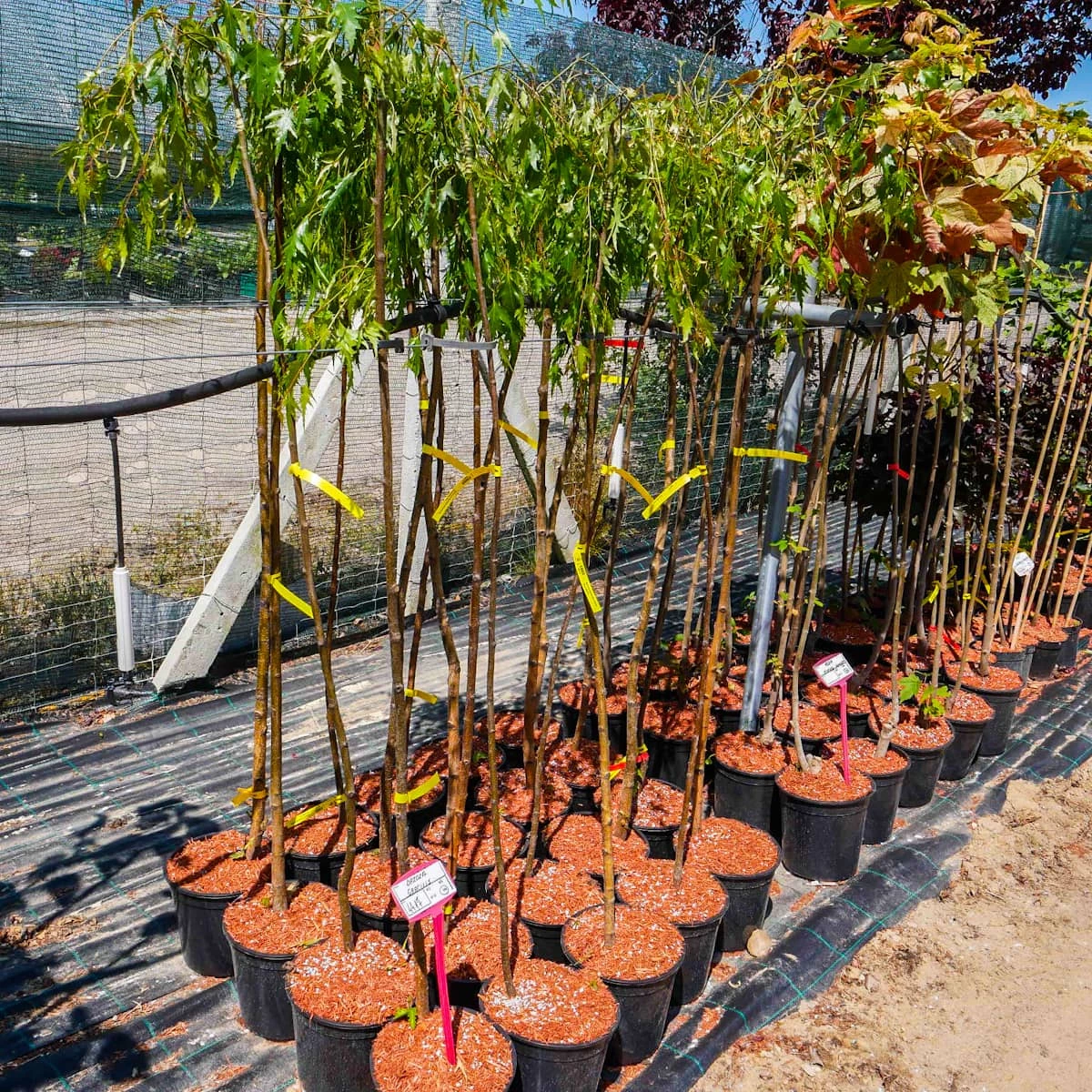 Brzoza Brodawkowata Gracilis Obw. 6-8 Cmszczepiona Na Pniu - obrazek 5