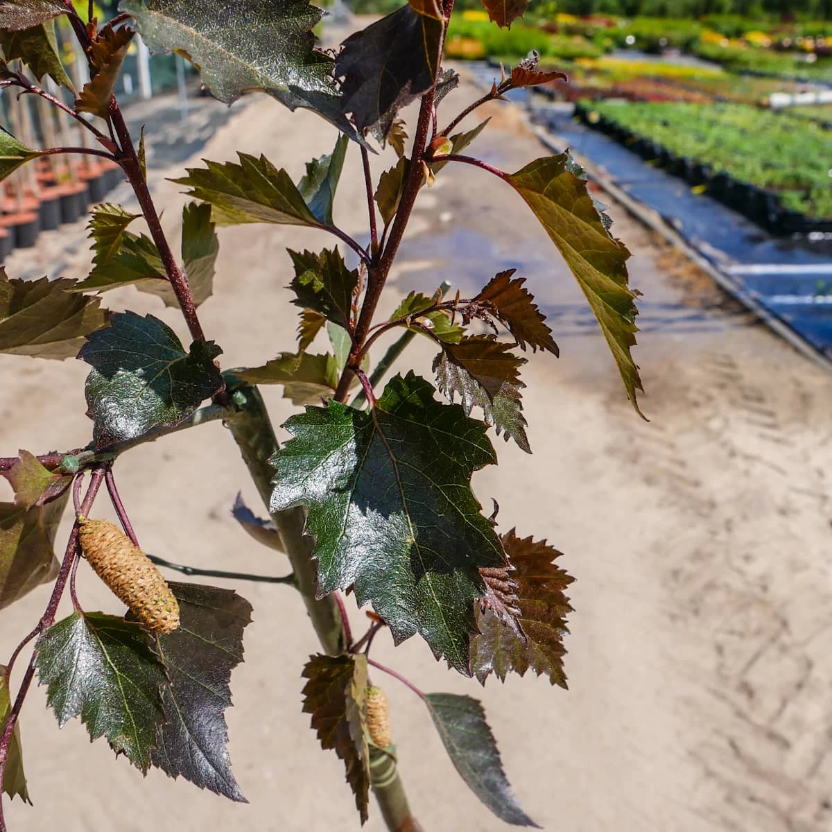 Brzoza Brodawkowata Purpurea Szczepiona Na Pniu - obrazek 5