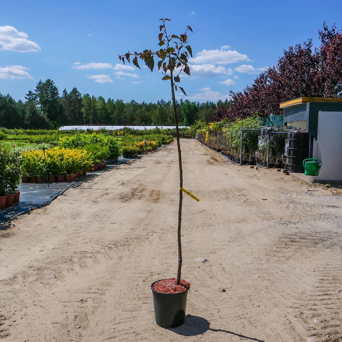 Brzoza Brodawkowata Purpurea Szczepiona Na Pniu - obrazek 3