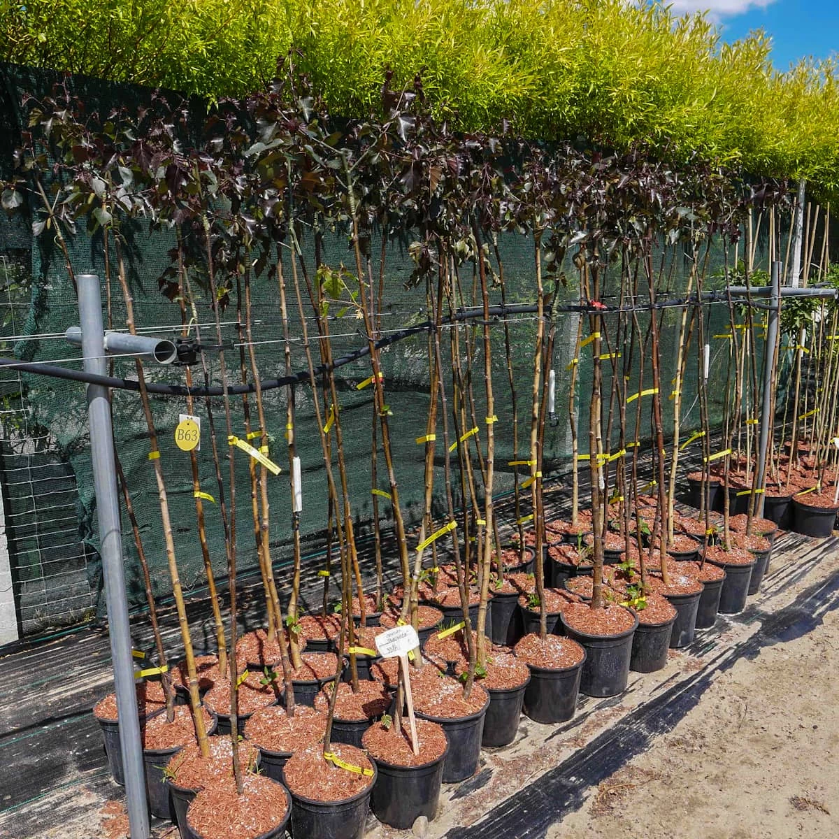 Brzoza Brodawkowata Purpurea Szczepiona Na Pniu - obrazek 4