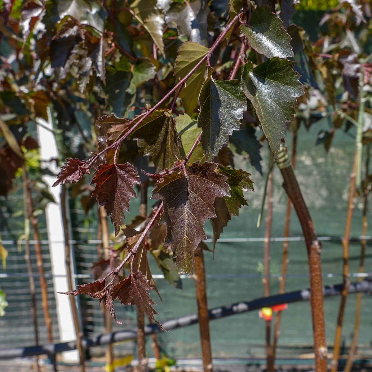 Brzoza Brodawkowata Purpurea Szczepiona Na Pniu - obrazek 2