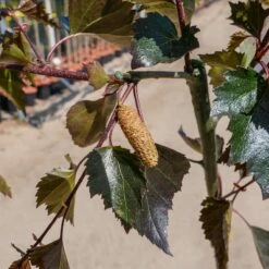 Brzoza Brodawkowata Purpurea Szczepiona Na Pniu (C20)