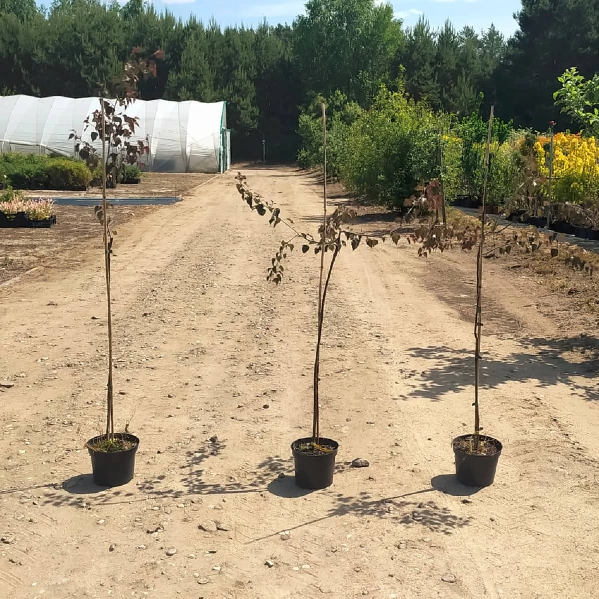 Brzoza Brodawkowata Purpurowolistna Szczepiona Na Pniu - obrazek 3