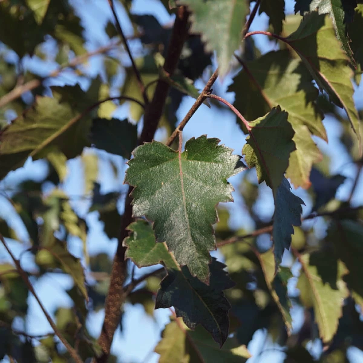 Brzoza Brodawkowata Purpurowolistna Szczepiona Na Pniu - obrazek 4
