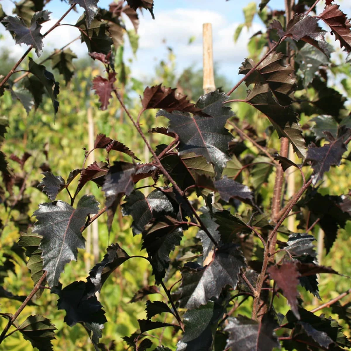 Brzoza Brodawkowata Purpurowolistna Szczepiona Na Pniu - obrazek 2