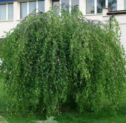 Brzoza Brodawkowata Youngii Szczepiona Na Pniu