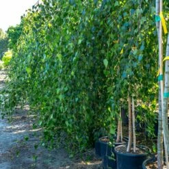 Brzoza Brodawkowata Youngii Szczepiona Na Pniu (Pa 100, Obw. 6/10, H-150)