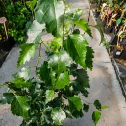 Brzoza Kolumnowa Fastigiata