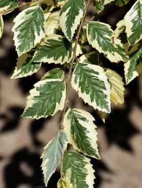 Brzoza Nadrzeczna Czarna Shilon Splash Szczepiona Na Pniu - obrazek 5