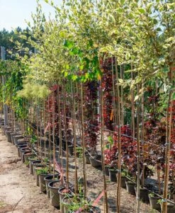 Brzoza Nadrzeczna Czarna Shilon Splash Szczepiona Na Pniu