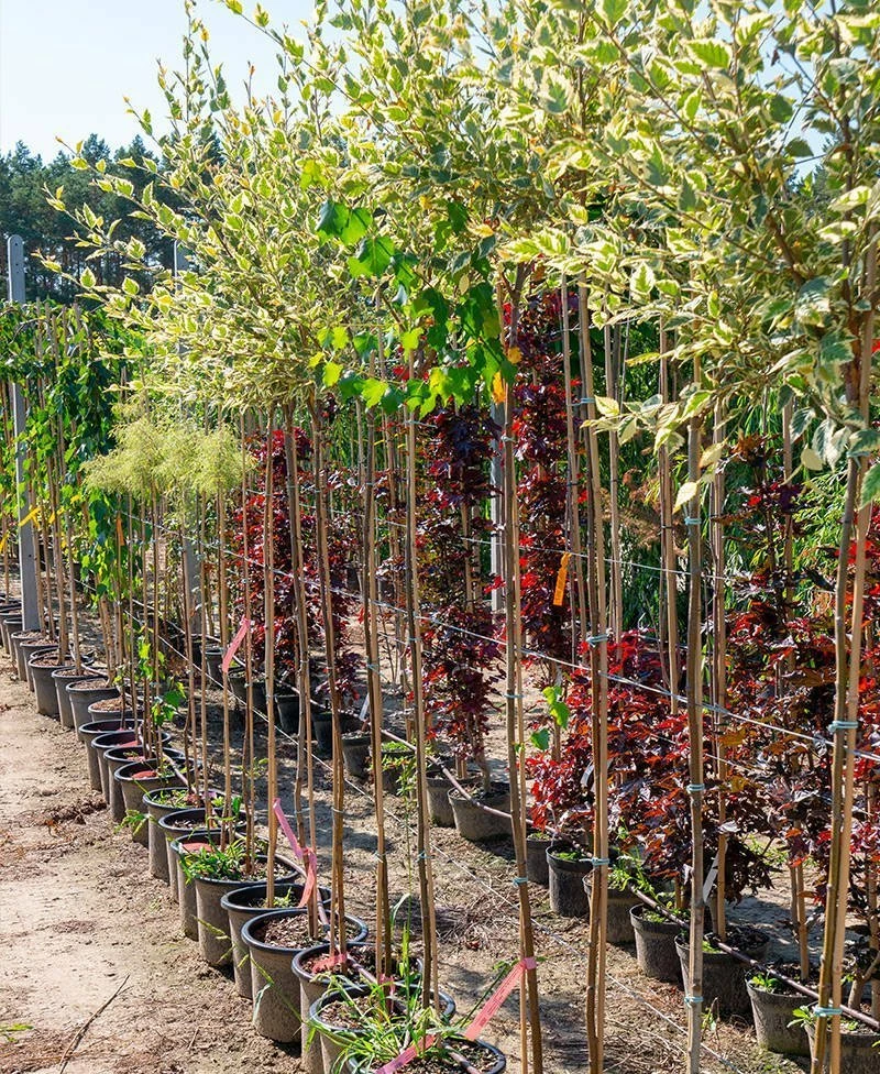 Brzoza Nadrzeczna Czarna Shilon Splash Szczepiona Na Pniu