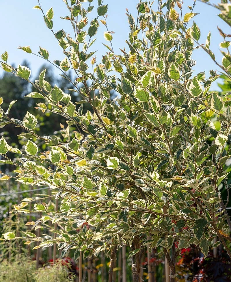 Brzoza Nadrzeczna Czarna Shilon Splash Szczepiona Na Pniu - obrazek 2