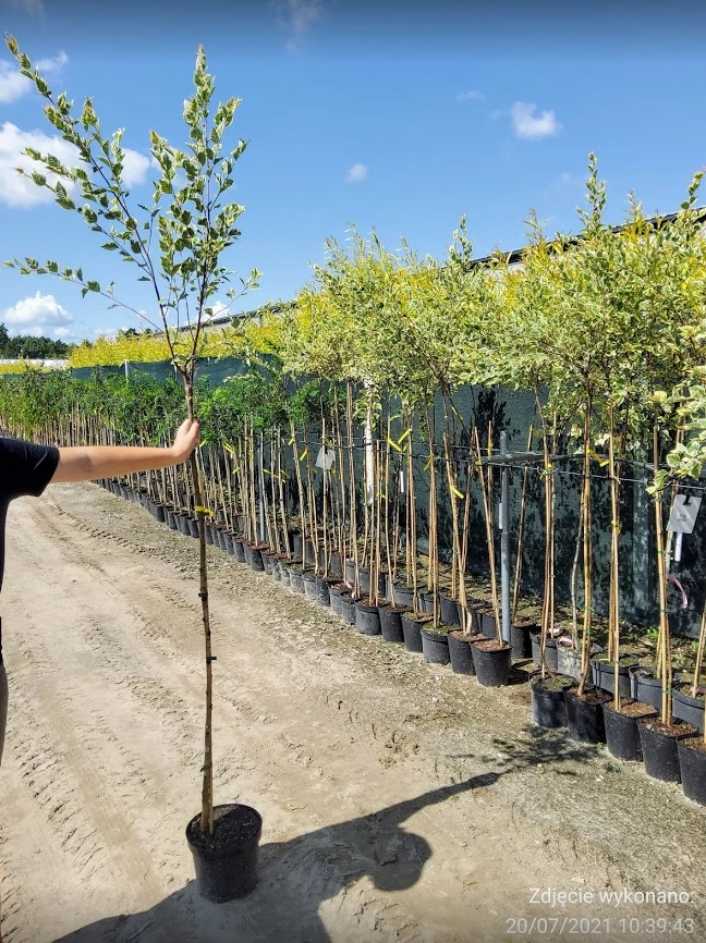 Brzoza Nadrzeczna Czarna Shilon Splash Szczepiona Na Pniu - obrazek 3