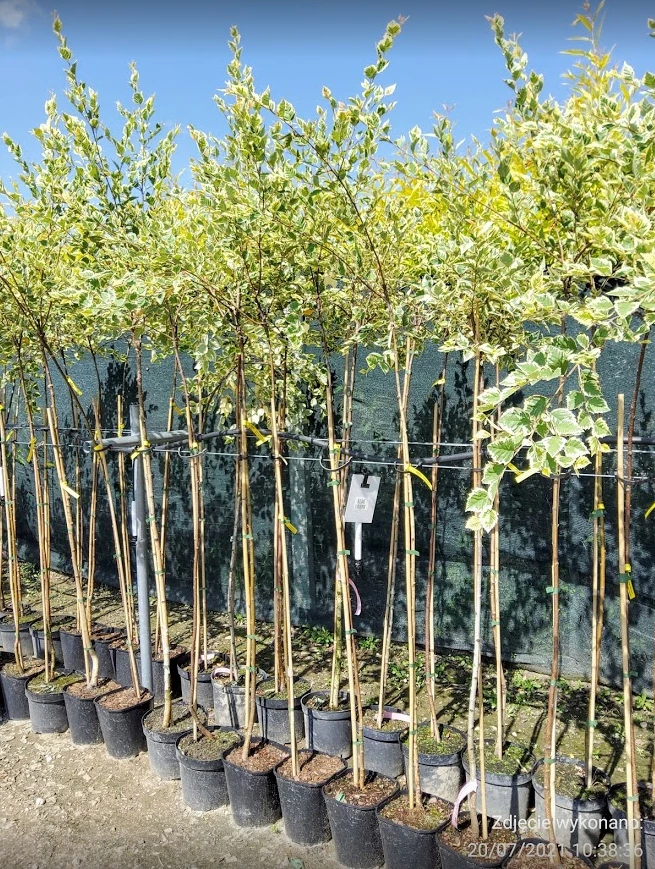 Brzoza Nadrzeczna Czarna Shilon Splash Szczepiona Na Pniu - obrazek 4