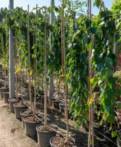 Brzoza Po偶yteczna Brzoza Himalajska Long Trunk Szczepiona (Pa 160, Obw.2/4cm H 180/200)