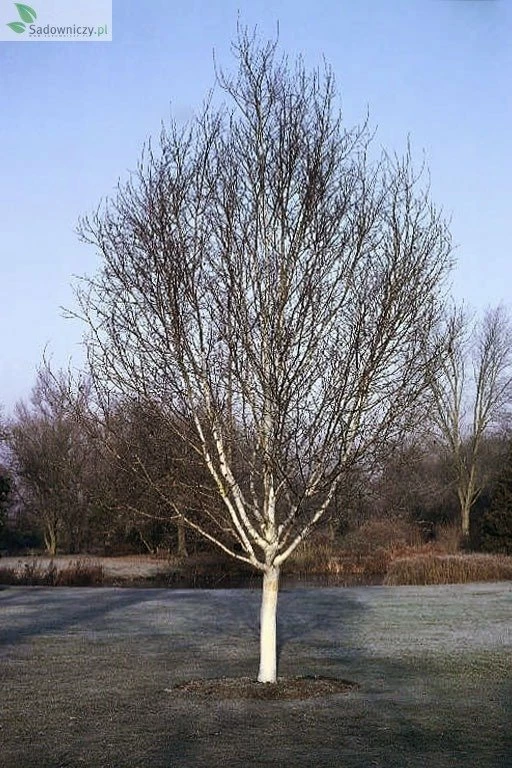 Brzoza Pożyteczna Okazy Doorenbos (8-12cm) - obrazek 5