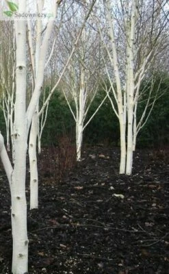 Brzoza Po偶yteczna Okazy Doorenbos (8-12cm)