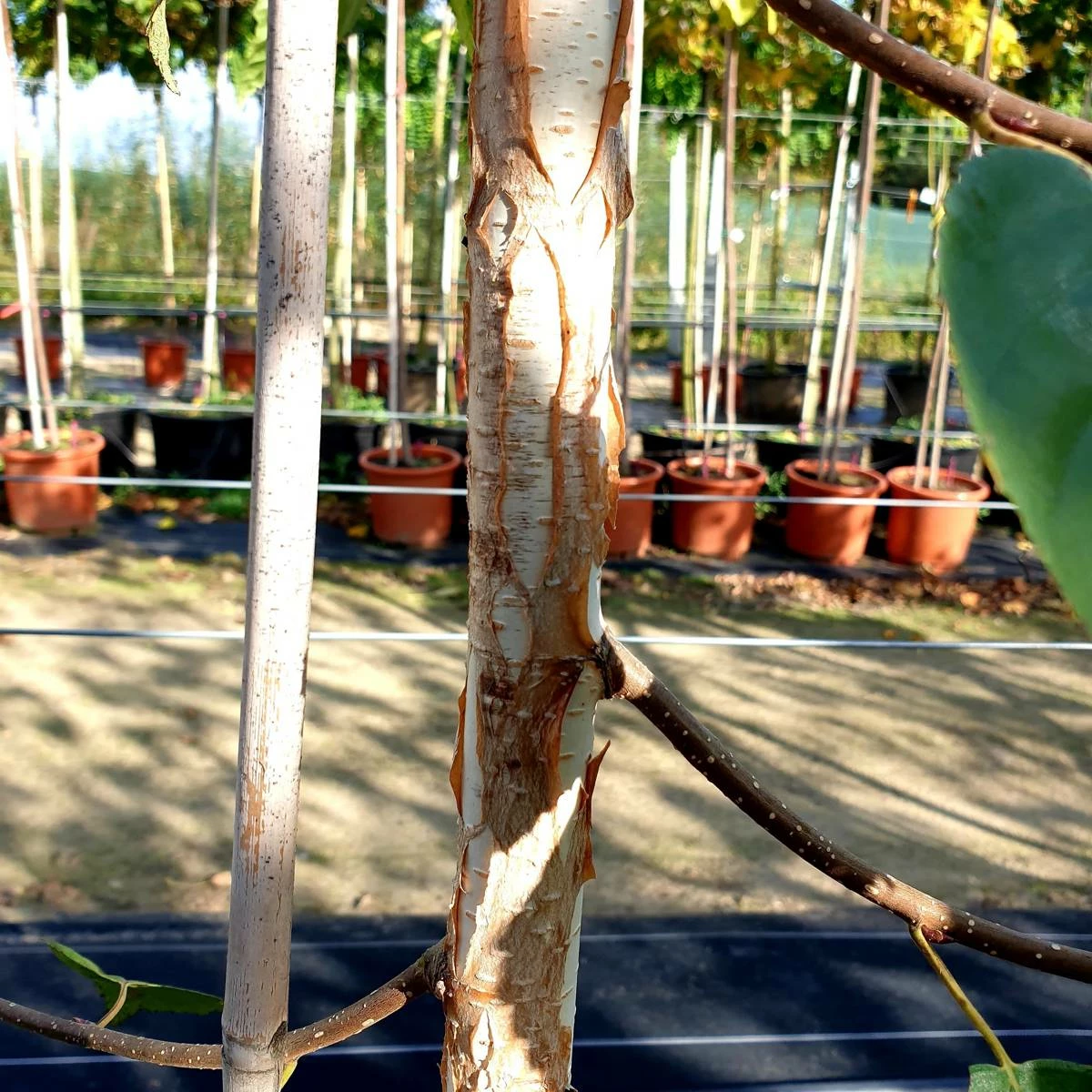 Brzoza Pożyteczna Okazy Doorenbos (8-12cm) - obrazek 2