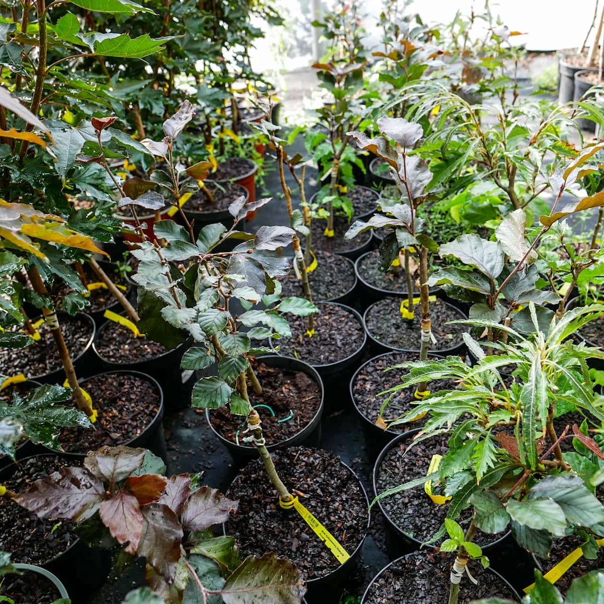 Buk Kolumnowy Dawyck Purple - obrazek 4