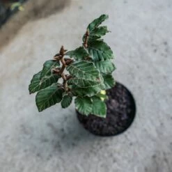 Buk Kolumnowy Dawyck Purple