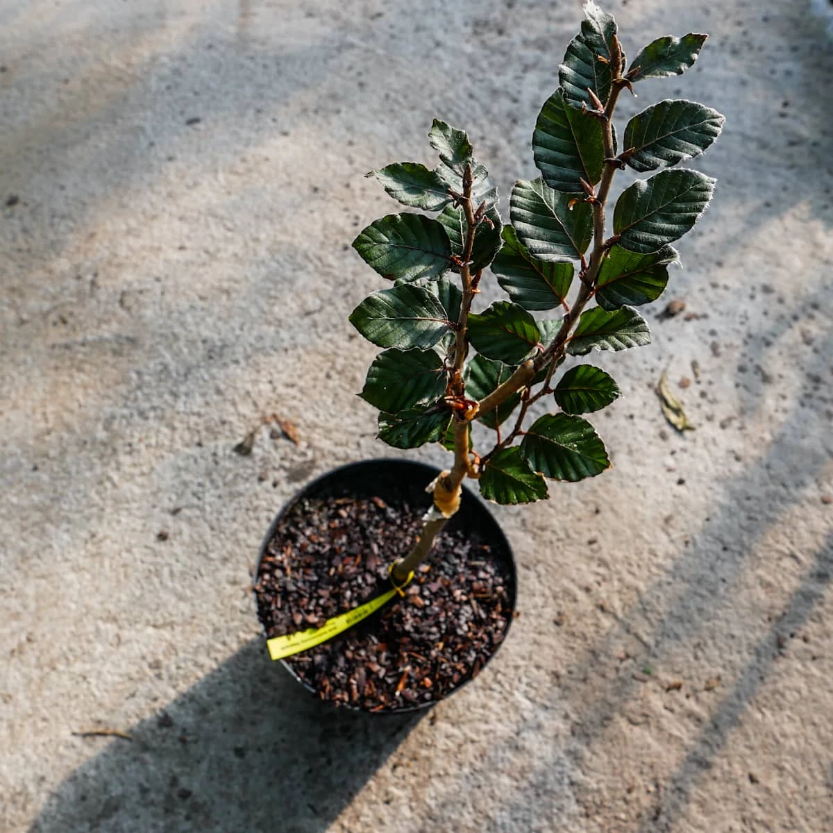 Buk Kolumnowy Dawyck Purple - obrazek 2